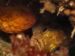 You Can't Come In. Rockfish hiding in a crevace. Monterey... by Karen Sanders 